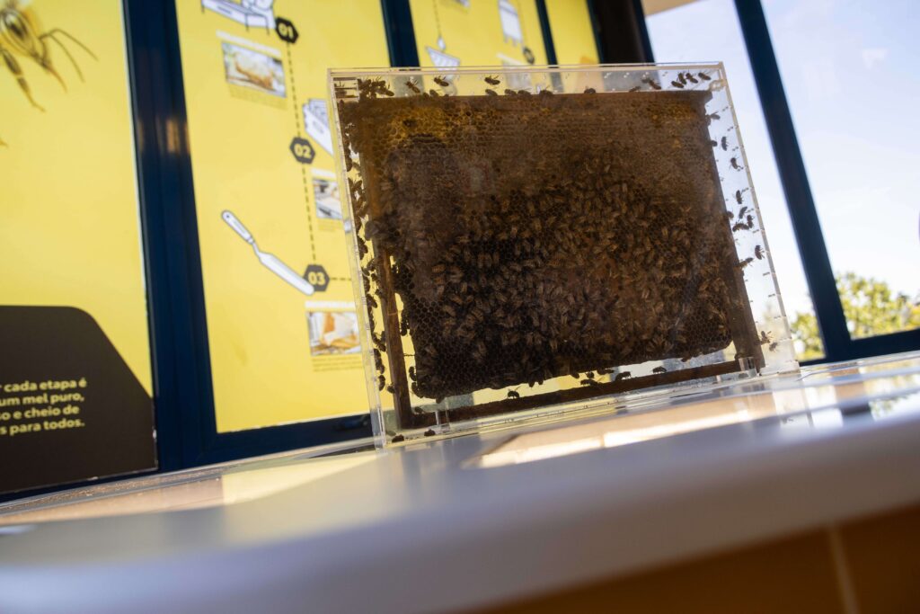 Enxame de abelhas numa placa, pousada sob a mesa em forma de favo de mel no Centro de Interpretação da Abelha e do Mel, na sede em Vila Nova de Gaia