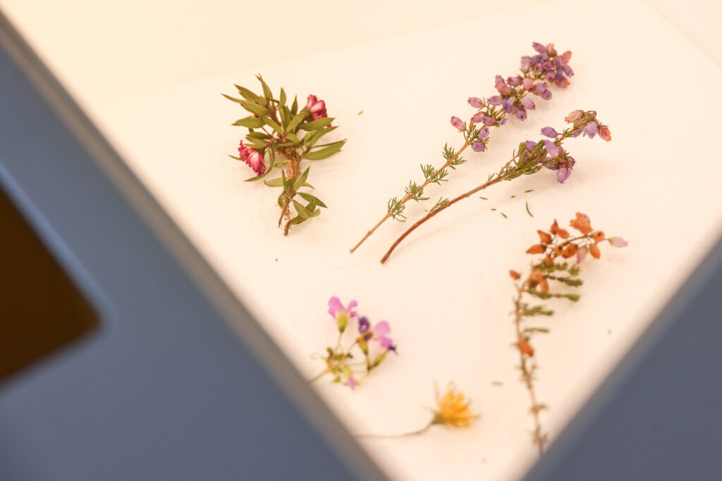 Detalhe de algumas flores e plantas sob uma mesa no Centro de Interpretação da Abelha e do Mel
